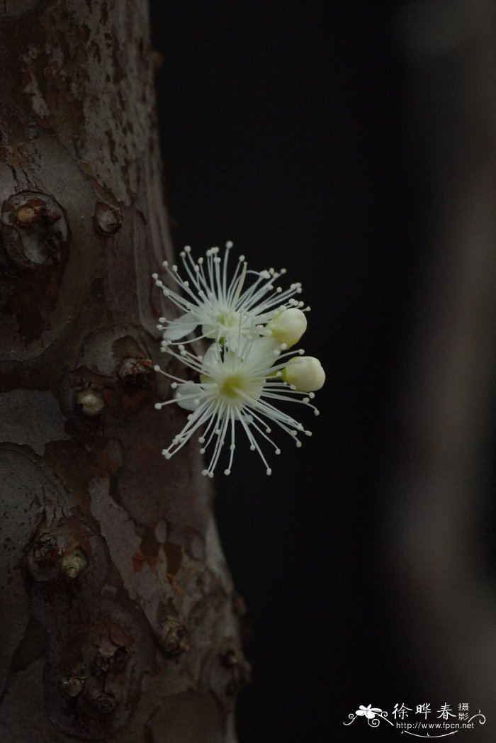 嘉宝果Plinia cauliflora 嘉宝果Plinia cauliflora