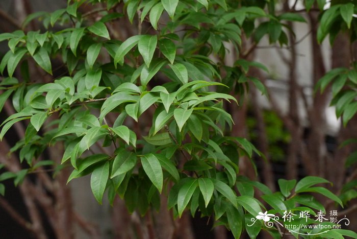 嘉宝果Plinia cauliflora 嘉宝果Plinia cauliflora