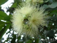 蒲桃 Syzygium jambos