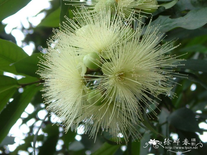 蒲桃 Syzygium jambos 蒲桃 Syzygium jambos