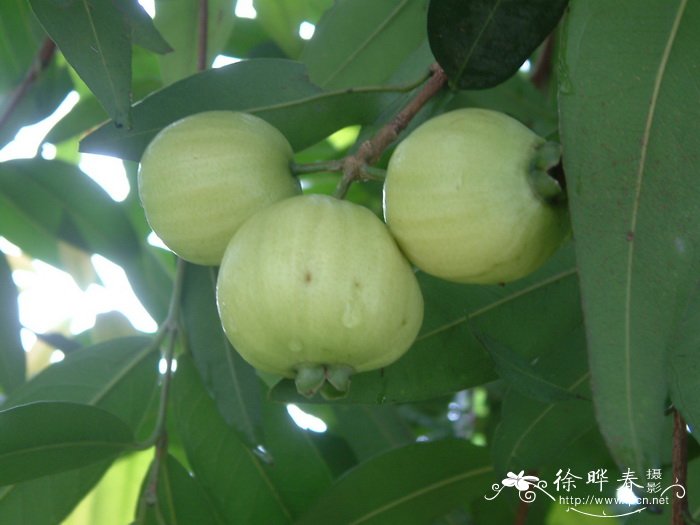 蒲桃 Syzygium jambos 蒲桃 Syzygium jambos
