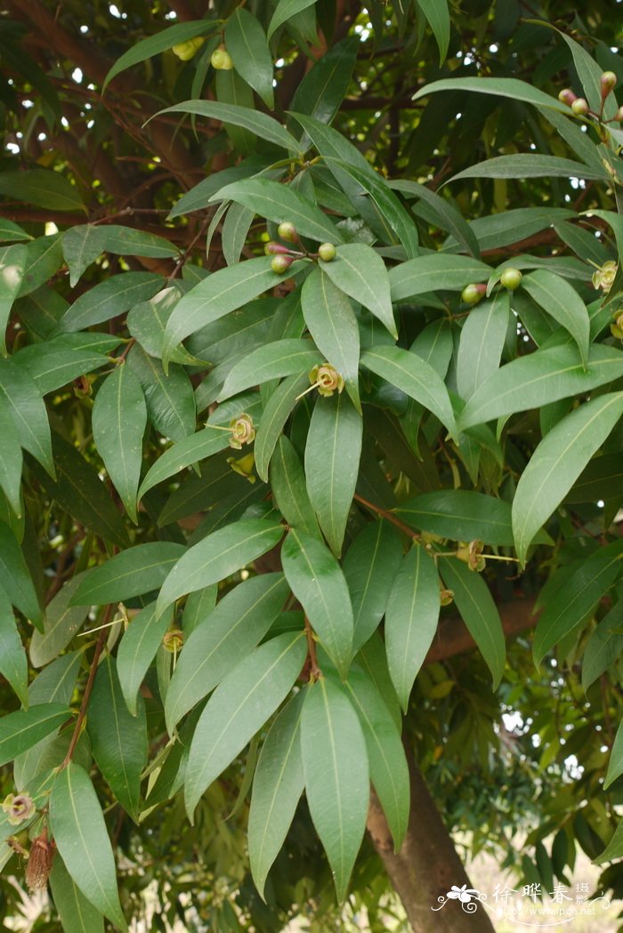 蒲桃 Syzygium jambos 蒲桃 Syzygium jambos