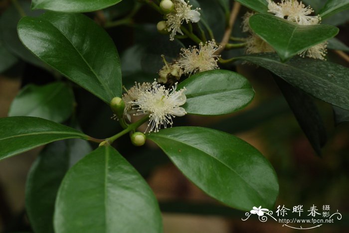 草莓番石榴 Psidium cattleianum 草莓番石榴 Psidium cattleianum