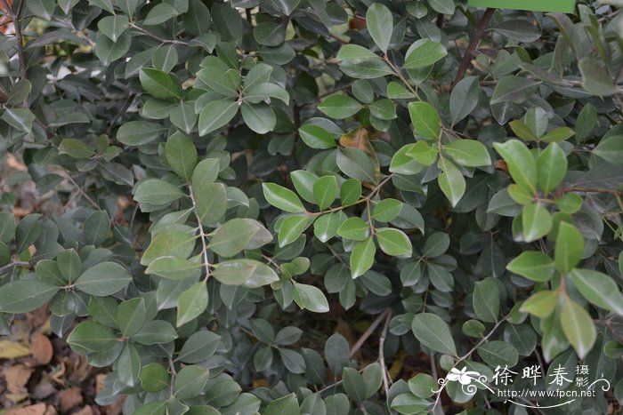 草莓番石榴 Psidium cattleianum 草莓番石榴 Psidium cattleianum