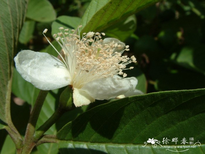 番石榴 Psidium guajava 番石榴 Psidium guajava
