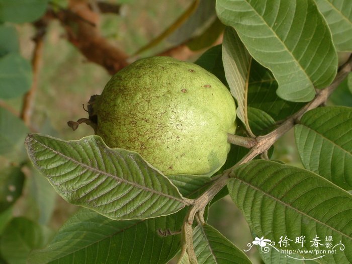 番石榴 Psidium guajava 番石榴 Psidium guajava