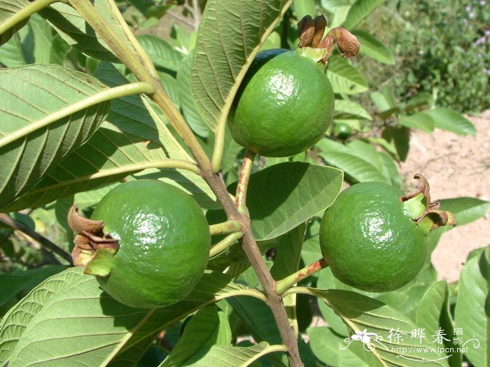 番石榴 Psidium guajava 番石榴 Psidium guajava