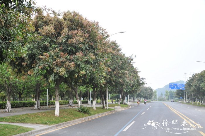 蒲桃 Syzygium jambos 蒲桃 Syzygium jambos