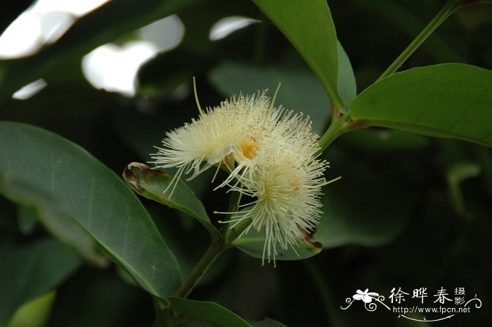 洋蒲桃 Syzygium samarangense 洋蒲桃 Syzygium samarangense