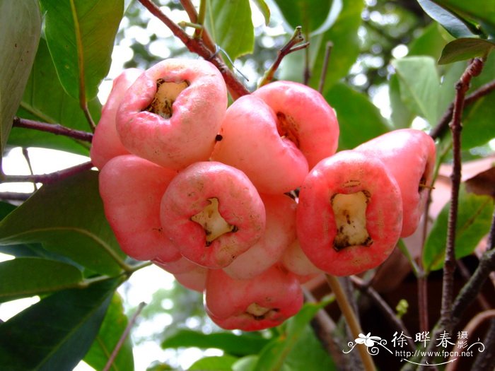 洋蒲桃 Syzygium samarangense 洋蒲桃 Syzygium samarangense