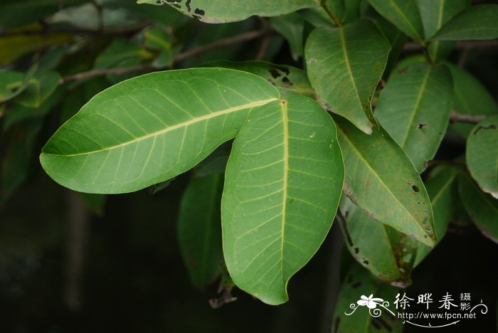 洋蒲桃 Syzygium samarangense 洋蒲桃 Syzygium samarangense