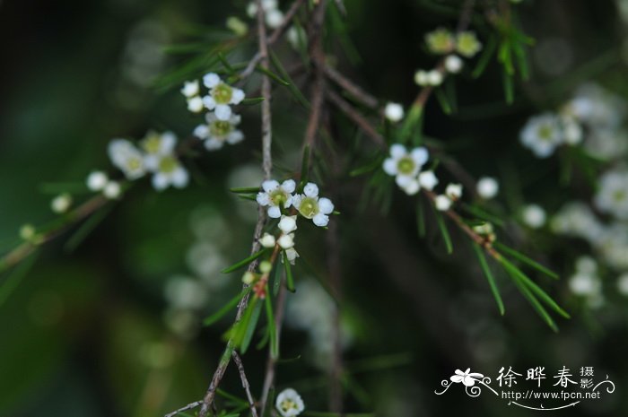 岗松 Baeckea frutescens