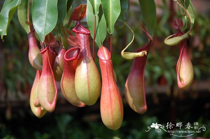 杂种猪笼草Nepenthes hybrida