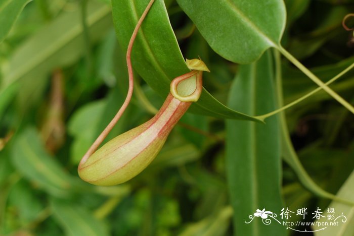 猪笼草Nepenthes mirabilis 猪笼草Nepenthes mirabilis
