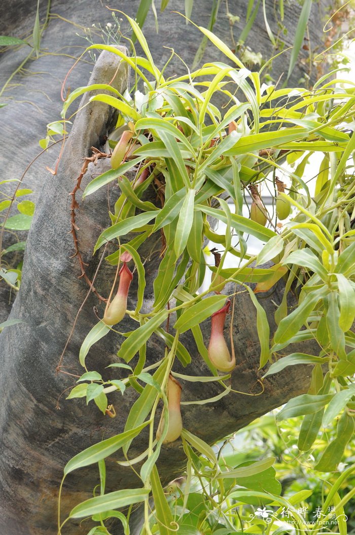 猪笼草Nepenthes mirabilis 猪笼草Nepenthes mirabilis