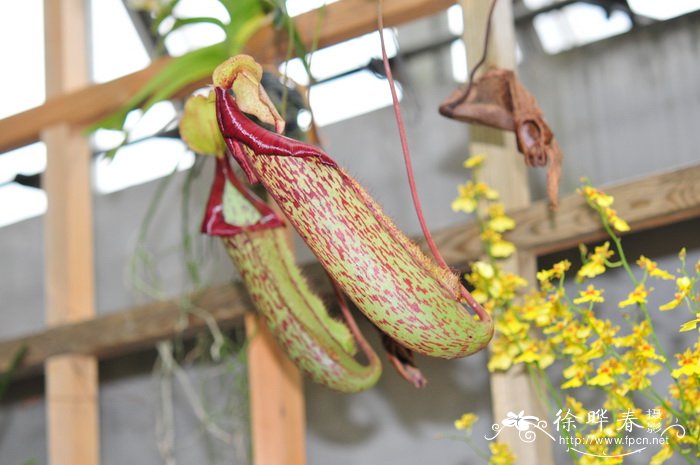 大猪笼草Nepenthes ‘Miranda’