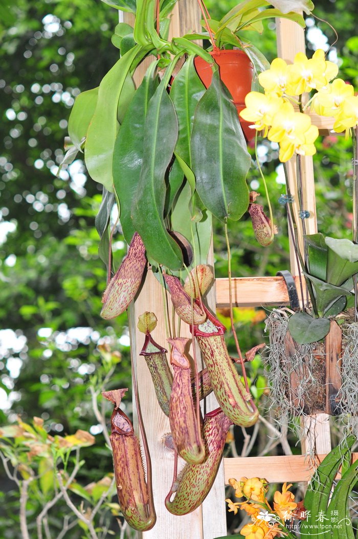 大猪笼草Nepenthes ‘Miranda’
