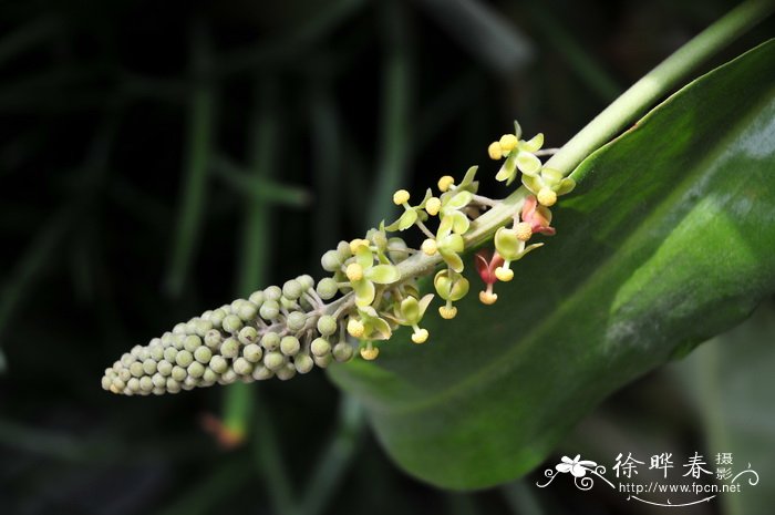 杂种猪笼草Nepenthes hybrida
