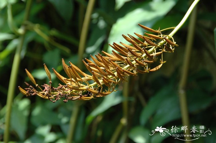 猪笼草Nepenthes mirabilis