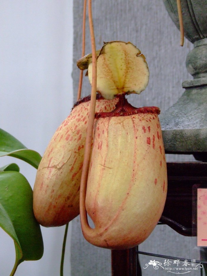 美丽猪笼草Nepenthes sibuyanensis 美丽猪笼草Nepenthes sibuyanensis