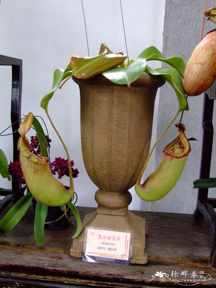 美丽猪笼草Nepenthes sibuyanensis