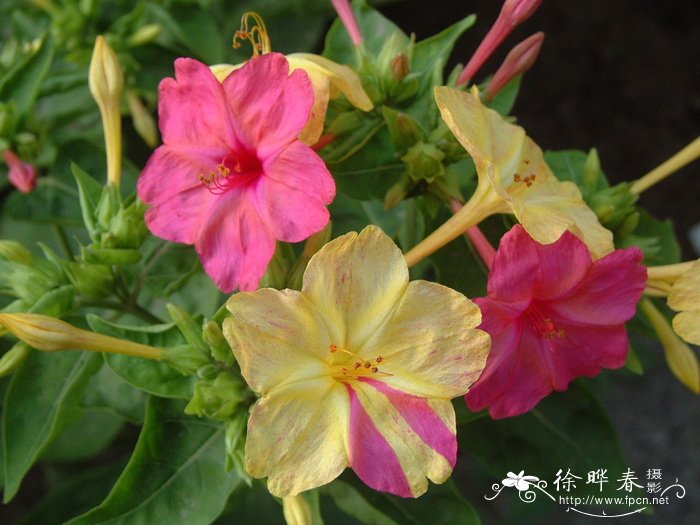 紫茉莉 Mirabilis jalapa 紫茉莉 Mirabilis jalapa
