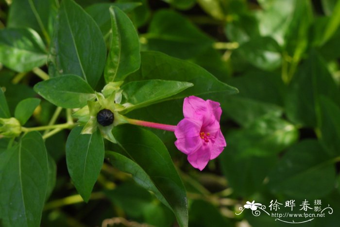 紫茉莉 Mirabilis jalapa