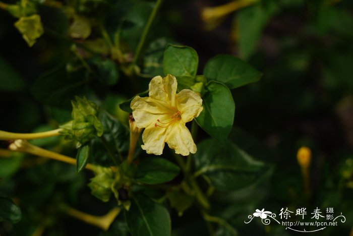 紫茉莉 Mirabilis jalapa 紫茉莉 Mirabilis jalapa