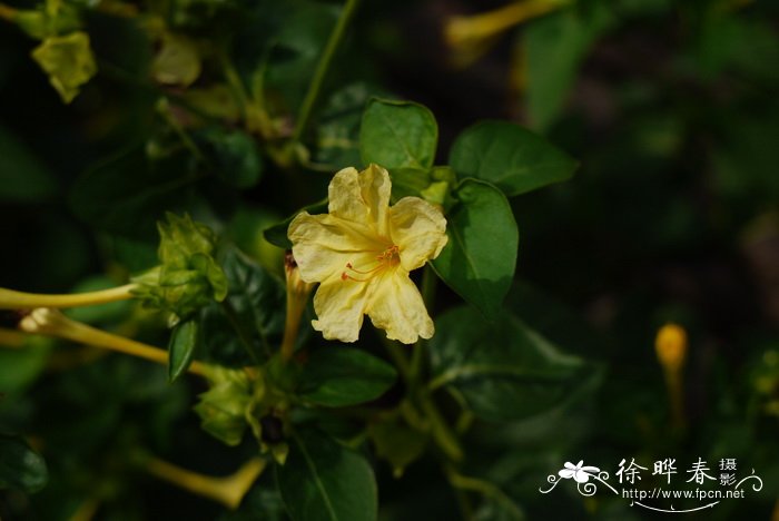 紫茉莉 Mirabilis jalapa