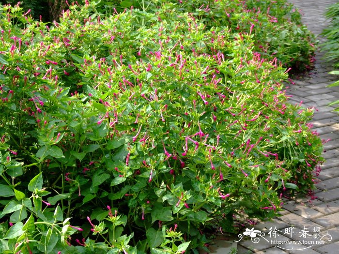 紫茉莉 Mirabilis jalapa