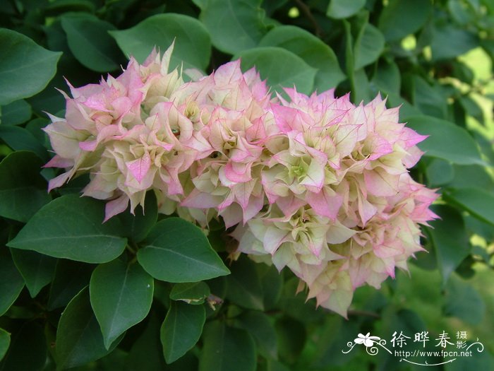 叶子花 Bougainvillea spectabilis 叶子花 Bougainvillea spectabilis