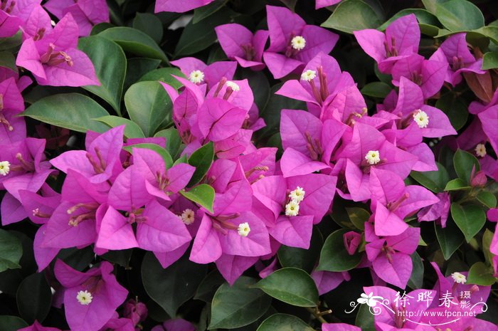 叶子花 Bougainvillea spectabilis 叶子花 Bougainvillea spectabilis
