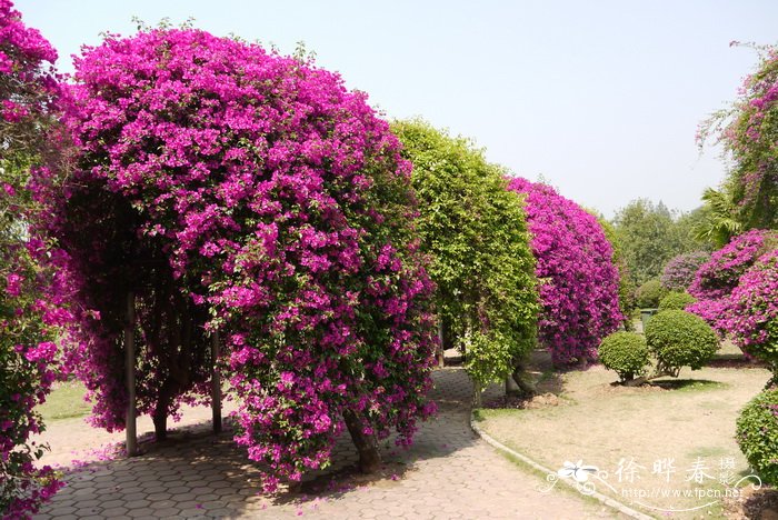叶子花 Bougainvillea spectabilis 叶子花 Bougainvillea spectabilis