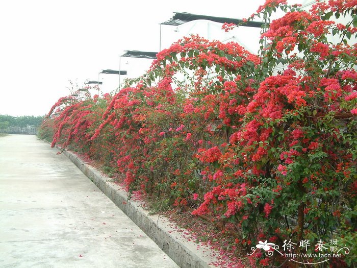 叶子花 Bougainvillea spectabilis 叶子花 Bougainvillea spectabilis
