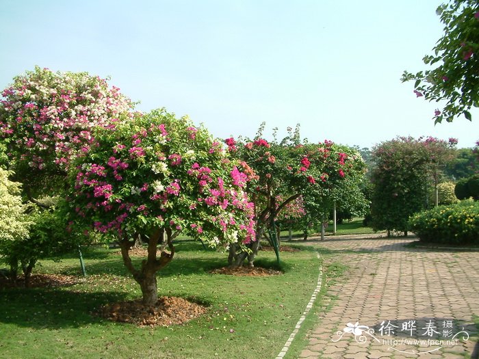 叶子花 Bougainvillea spectabilis