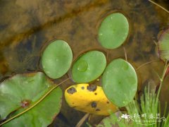 莼菜 Brasenia schreberi