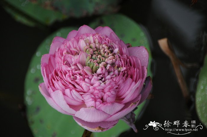 荷花Nelumbo nucifera 荷花Nelumbo nucifera