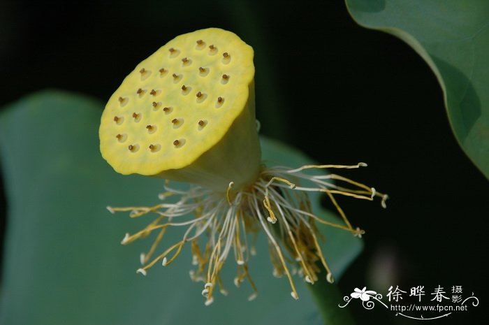 荷花Nelumbo nucifera