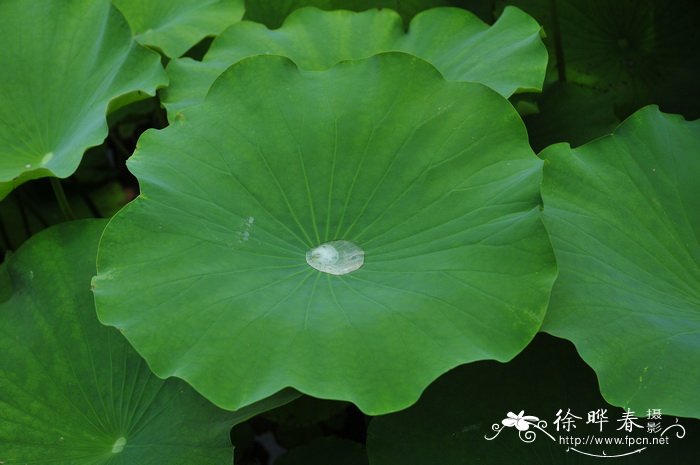 荷花Nelumbo nucifera