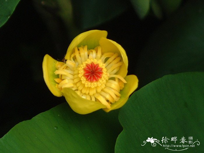 萍蓬草 Nuphar lutea