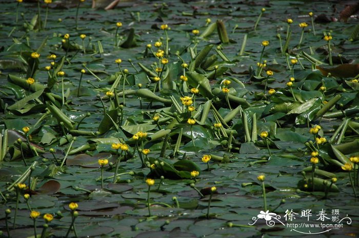 萍蓬草 Nuphar lutea