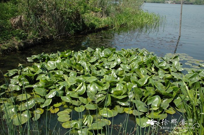 萍蓬草 Nuphar lutea