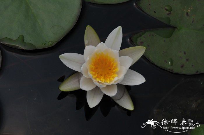 雪白睡莲Nymphaea candida 雪白睡莲Nymphaea candida