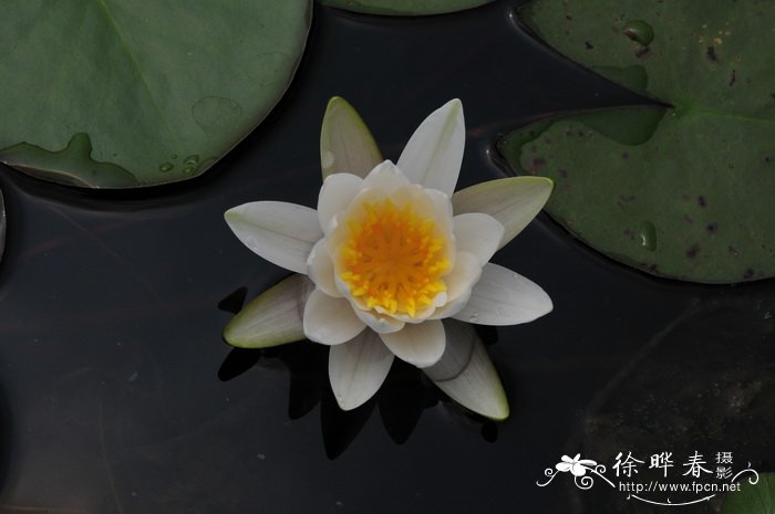 雪白睡莲Nymphaea candida