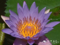 埃及蓝睡莲Nymphaea capensis