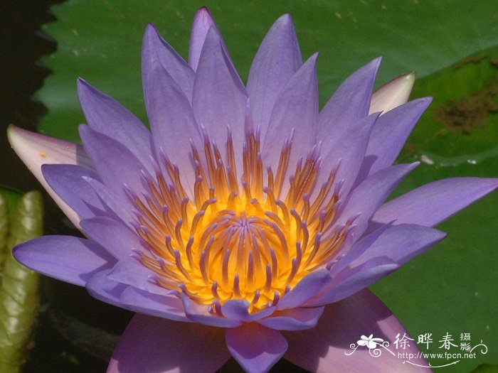 埃及蓝睡莲Nymphaea capensis 埃及蓝睡莲Nymphaea capensis