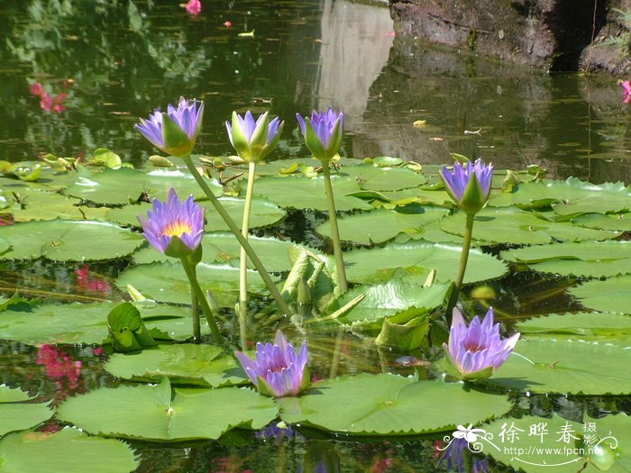 埃及蓝睡莲Nymphaea capensis 埃及蓝睡莲Nymphaea capensis