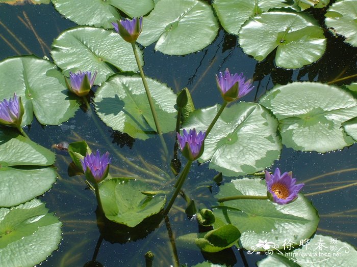 埃及蓝睡莲Nymphaea capensis