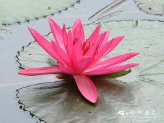 柔毛齿叶睡莲Nymphaea lotus var. pubescens