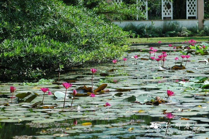 柔毛齿叶睡莲Nymphaea lotus var. pubescens